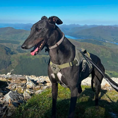 Pettorina Sicurezza Greyhound Regolabile